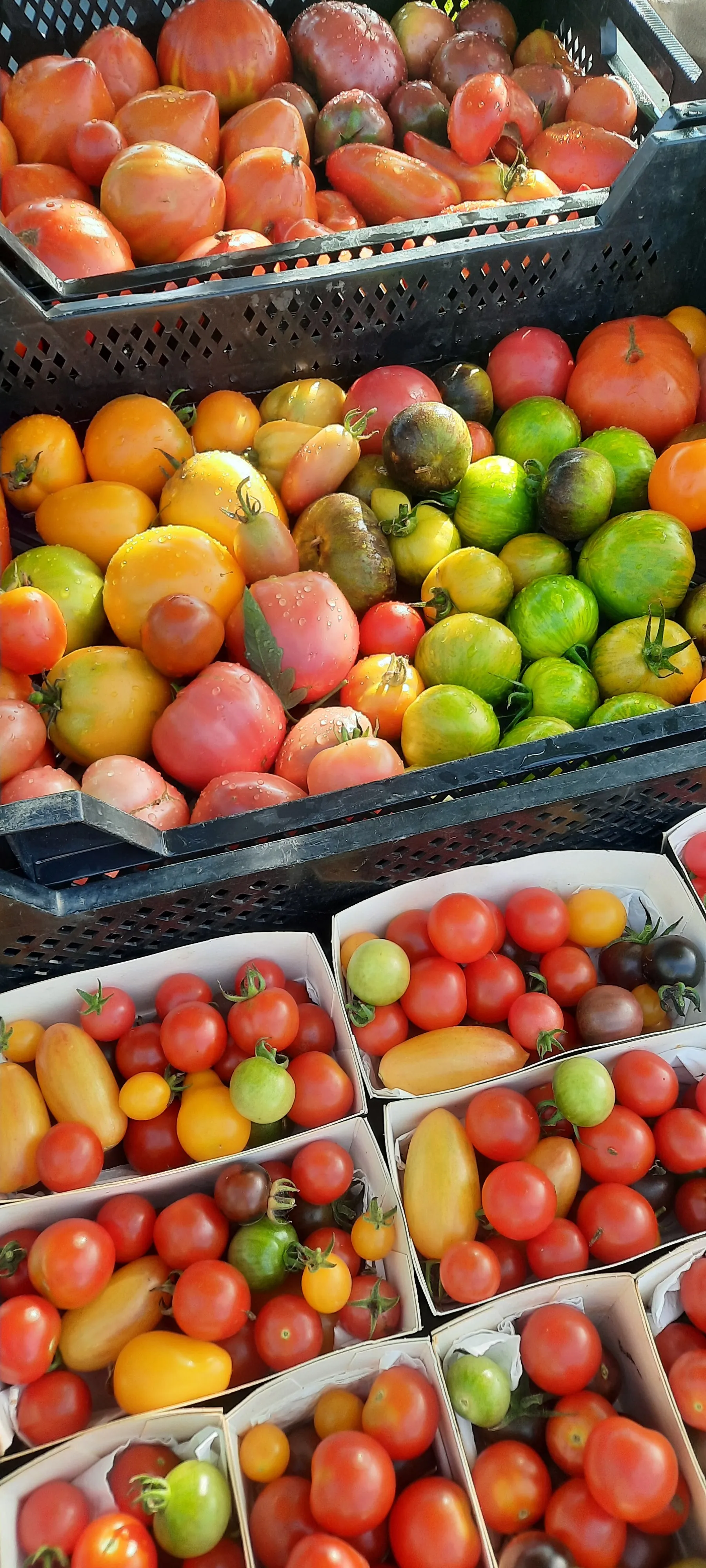 Caisses de tomates prêtes pour le marché