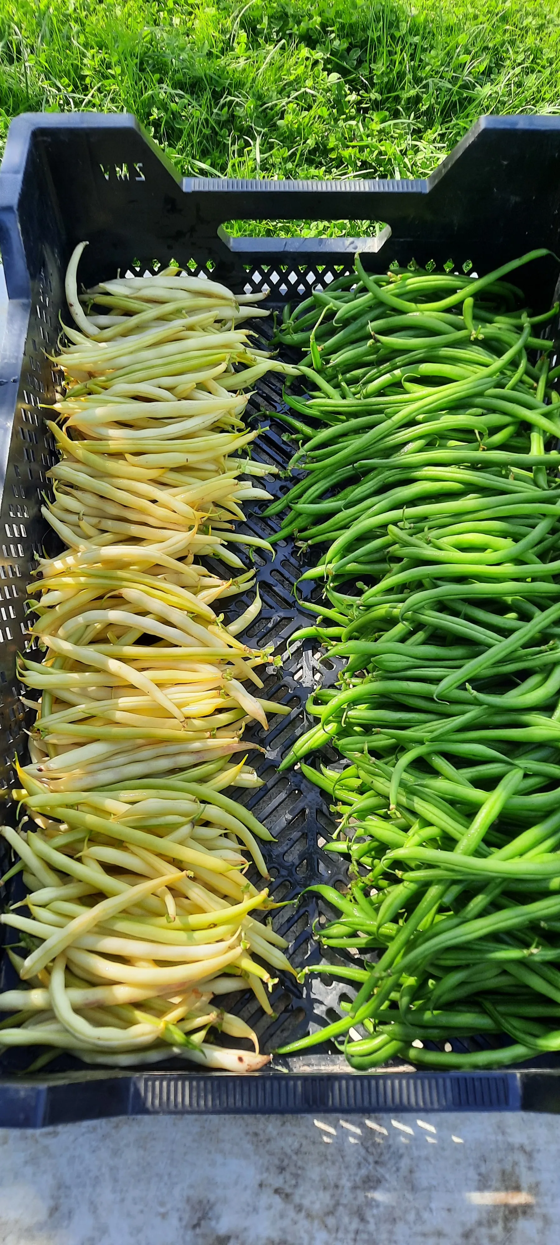 Haricots verts et beurre fraîchement récoltés